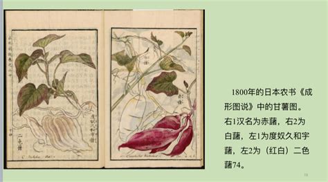 玉米是什么时候传入中国的 玉米传入中国的时间-农百科