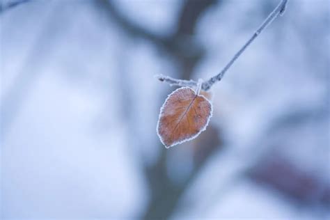 最美的霜降诗词：一起感受白露为霜的深秋