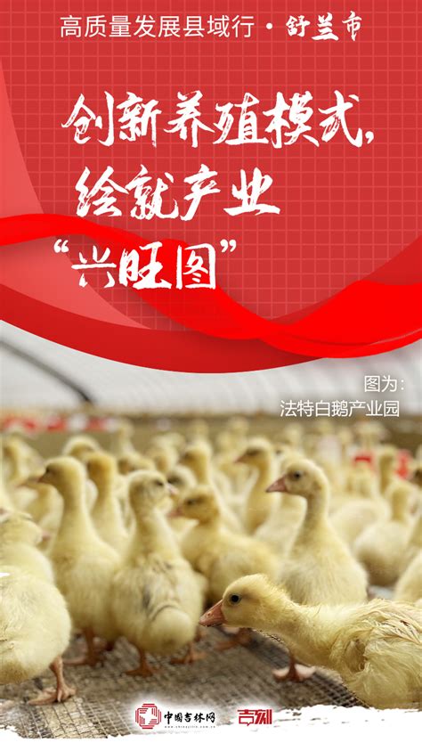 高质量发展县域行·海报新闻丨舒兰市：走出白鹅产业创新发展之路-中国吉林网