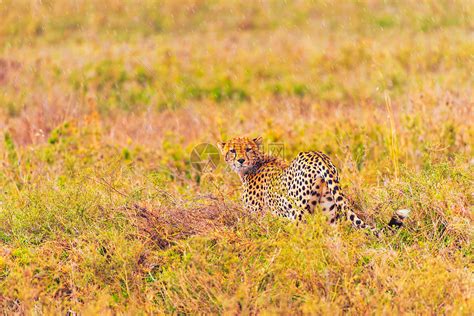 猎豹奔跑时具有潜行、快速和灵活性特征 - 探索频道 - 化石网