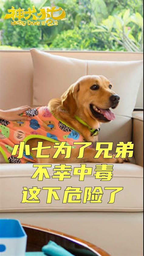 神犬小七2 电视剧（神犬小七2讲的什么故事） - 生活 - 布条百科