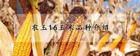 农玉16玉米品种介绍 - 蓝妖花园