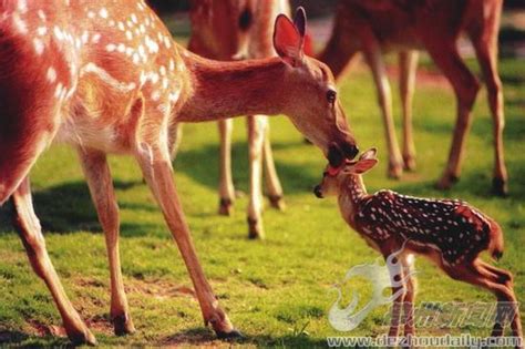 保护幼子，是动物的本能，马儿对自己孩子的爱护尽显舐犊情深。