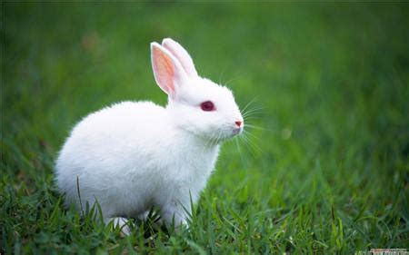 超级可爱小白兔 - 全部作品 - 素材集市