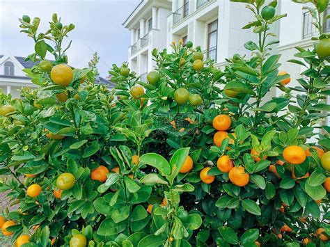 自家花园硕果累累的橘子树高清图片下载-正版图片501198092-摄图网