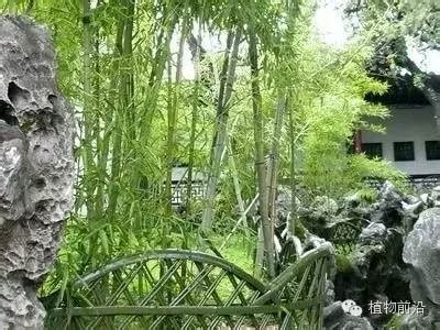 十大 · 观赏竹类造景常见手法（图文并茂）_竹子