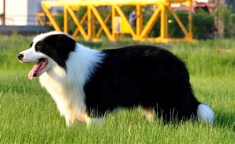 边境牧羊犬的训练方法-行为训练-瑞鹏宠物医院