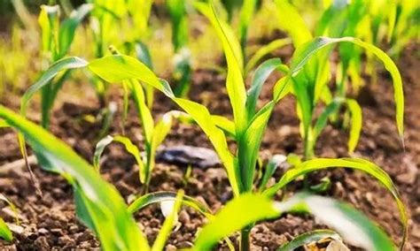 农村种植玉米，种子和化肥同播时，两者保持多大距离合适呢？