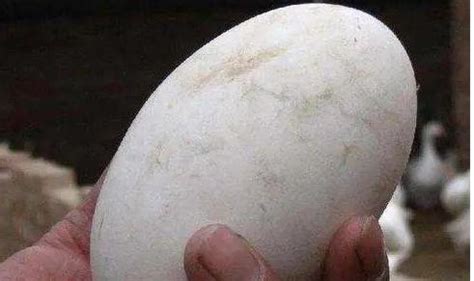 鹅蛋为什么有大有小 鹅蛋选大的好还是小的好—【NMN观察】