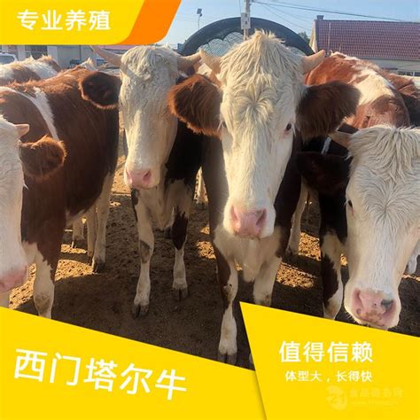 济南大型西门塔尔牛养殖场 吉林四平 福成五丰-食品商务网