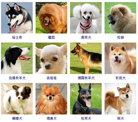 什么样的狗名字最招财 狗的名字最招财有哪些_知秀网