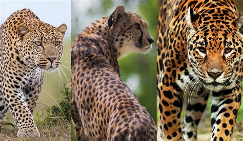这三十年，一直错认花豹和猎豹，一分钟学会快速区分豹类！