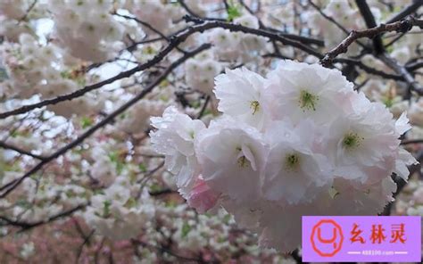 樱花的花语是什么意思 樱花的花语是什么象征_万年历