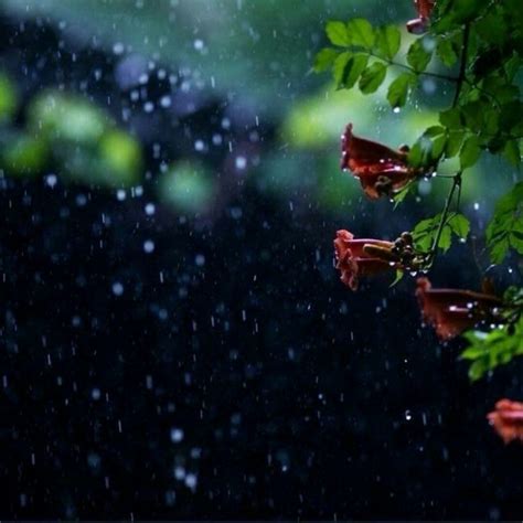 描写春雨的优美佳句大盘点，下雨天有意境的短句子你听过没？