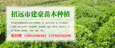 高收益的特色新苗圃——鄢陵永强苗木合作社-行业访谈-中国花木网
