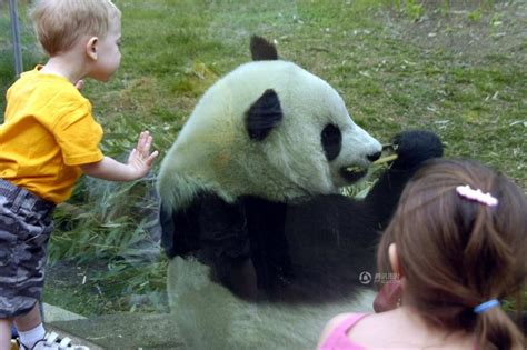 秦岭大熊猫研究中心再传喜讯：大熊猫又诞双胞胎_陕西频道_凤凰网