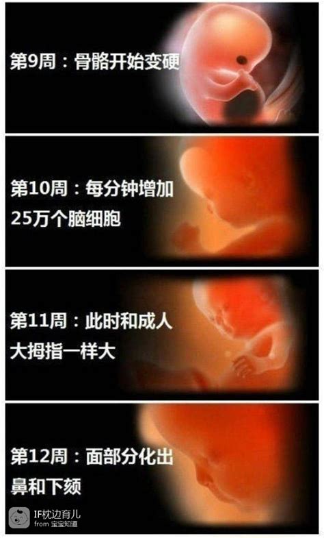 1~10个月胎儿变化动图，看看怀胎十月，宝宝在肚子里如何成长的|胎儿|妊娠|发育_新浪新闻