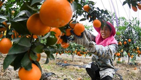 江西新余：柑橘丰收-人民图片网