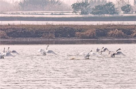 濒危珍稀鸟类“爱情鸟”白头鹤 首次光临漩门湾湿地