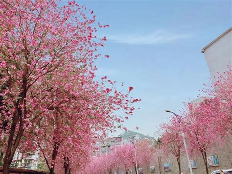 南京市花是什么花（南京的梅花开了，红遍漫山遍野） | 说明书网
