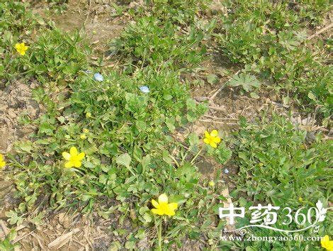 猫爪草的功效与作用 服药期间,禁辛辣和发性物-养花技巧-江苏长景园林