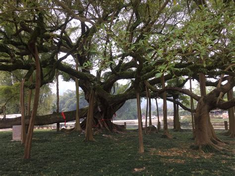 冲绳的大榕树高清图片下载-正版图片503234937-摄图网