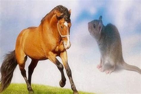 属马的和属鼠的不合怎么办，马和鼠相冲怎样化解