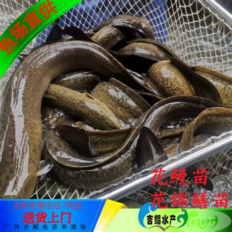 除了日本鳗，餐桌上还有哪些常见的鳗鱼品种？餐厅运营者知道自己采购的是哪种鳗鱼吗？ - 知乎