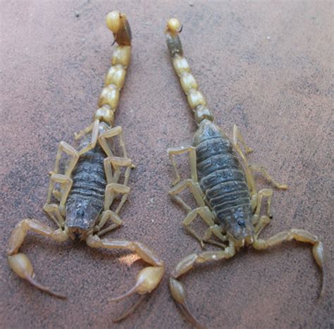 【蝎子常识】蝎子怎么分辨公母（辨雌雄）_蝎子养殖网 - 手机版