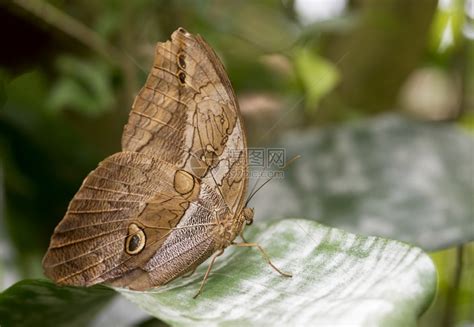 物种昆虫绿树叶上的木蝴蝶高清图片下载-正版图片307822084-摄图网