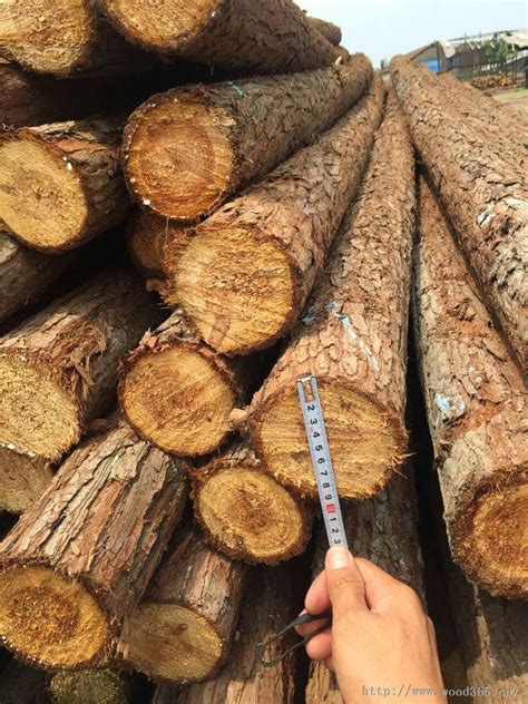 杉木价格和价值知识-中国木业网