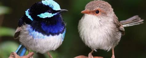 鸟类大全图片及名称,野生鸟类图片大全-鸟基地博客