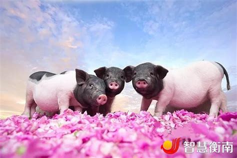 记者在扶贫一线｜衡南县：猪吃玫瑰 趟出村民脱贫致富路__衡南新闻网