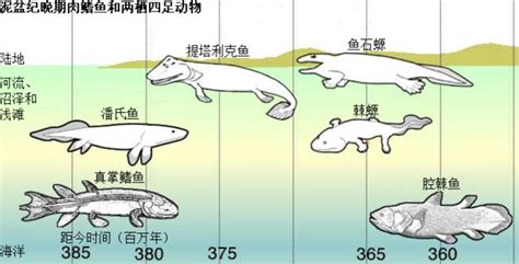科学家：人类是从鱼进化来的，有化石为证，鱼到人进化过程揭秘|进化论|鱼|进化_新浪新闻