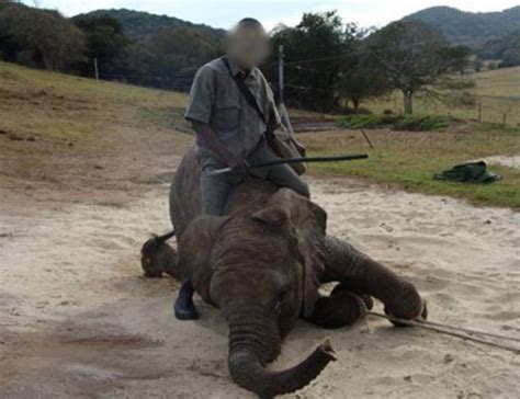 南非发情大象错把汽车当伴侣“蹂躏” - 文章 - 陈国林 - 贵族网