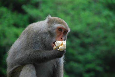 藏猕猴 - 摄影 梅州时空