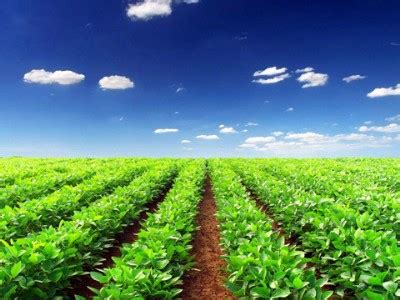 我国农业未来发展的方向是绿色农业而非有机农业-江苏思威博生物科技有限公司