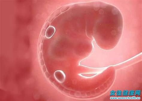 怀孕后胚胎停止发育是怎么回事 胚胎停止发育要流产吗— 爱才妹生活