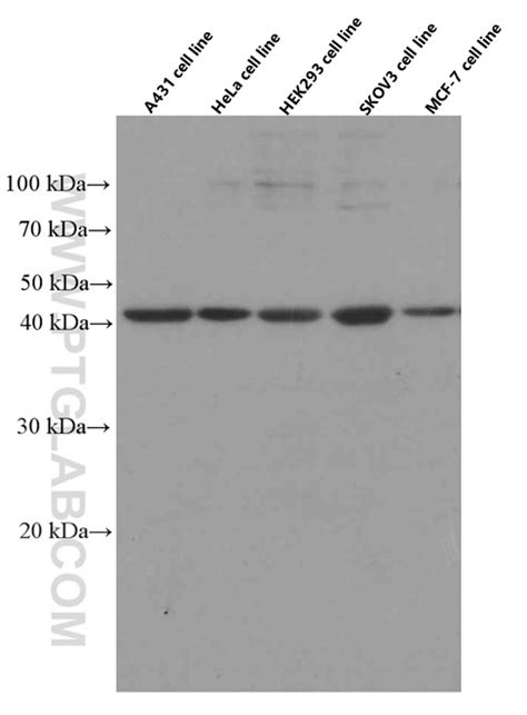 IDO1 Antibody 66528-1-Ig | Proteintech