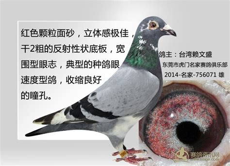 翔大东莞鸽舍-中国信鸽信息网相册