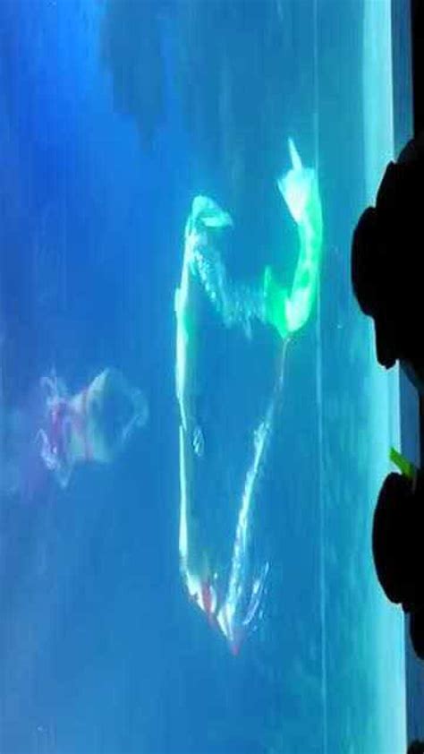 邯郸海洋世界公园，美人鱼姐姐精彩表演。_腾讯视频