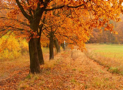 秋天树木落叶摄影jpg格式图片下载_熊猫办公