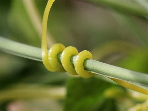 菟丝子的开花为何与众不同？----中国科学院昆明植物研究所