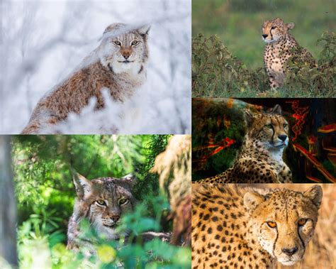 豹子肉食动物摄影高清图片 - 爱图网设计图片素材下载
