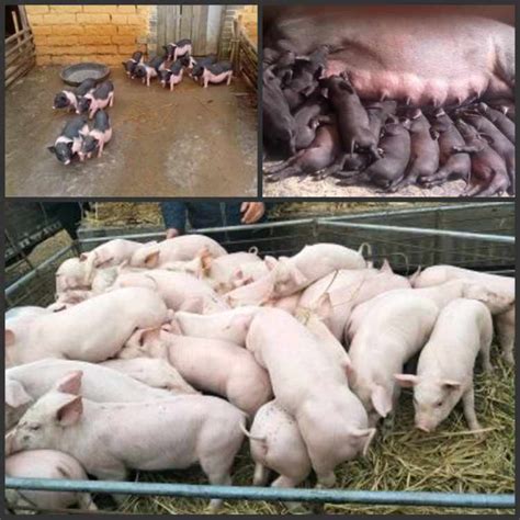 全世界的猪的种类，第5种可以当宠物养，第3种来者不善__凤凰网