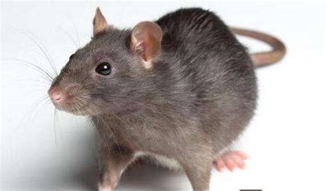 老鼠属于什么类动物-百度经验