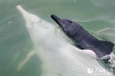 广西钦州：中华白海豚家族“新丁”亮相-贵阳网