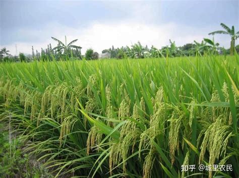 杂交水稻的优势表现在哪些方面？—【耕种帮种植网】