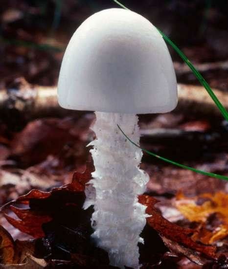美丽的诱惑：自然界七种致命毒蘑菇[组图]_资讯_凤凰网