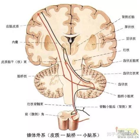 解剖 | 最全神经系统解剖图来了，每个医生都该看看 - 知乎